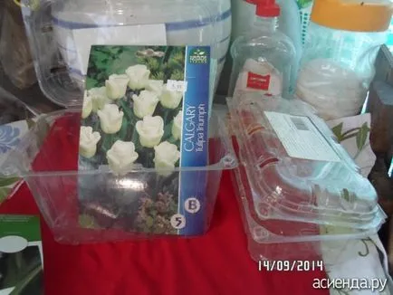 Cum bine să planteze lalele nevoie de sfaturi grup de flori de grădină și Floristica