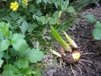 Cum de a planta gladiole