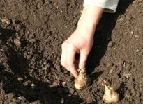 Cum de a planta gladiole