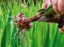 Cum de a planta gladiole