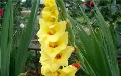 Cum de a planta gladiole