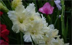 Cum de a planta gladiole