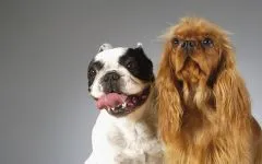 Cum pentru a alimenta Cocker Spaniel ce si cum de multe ori să se hrănească din SUA