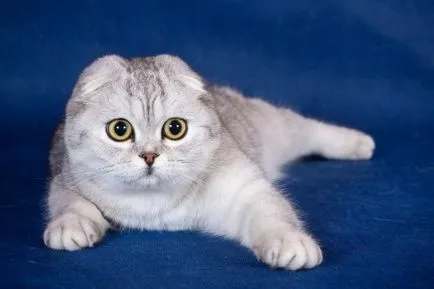 Hogyan Scottish fold) - Xenomorph