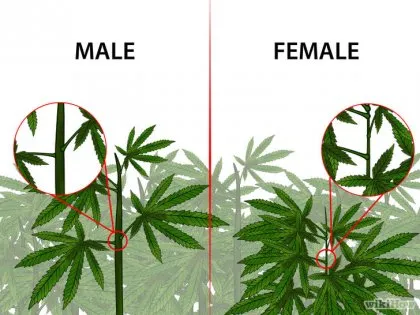 Hogyan lehet azonosítani a férfi és a női marihuána növény