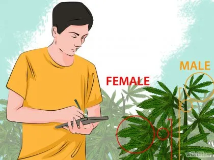 Cum de a identifica planta de marijuana de sex masculin și feminin