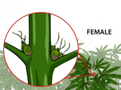 Cum de a identifica planta de marijuana de sex masculin și feminin