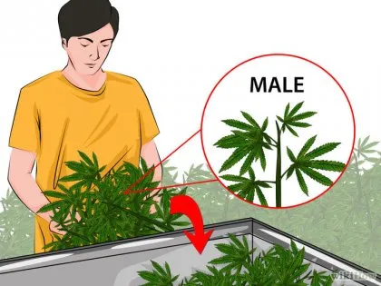 Cum de a identifica planta de marijuana de sex masculin și feminin