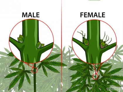 Cum de a identifica planta de marijuana de sex masculin și feminin