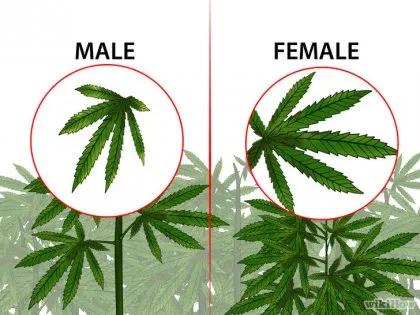 Cum de a identifica planta de marijuana de sex masculin și feminin