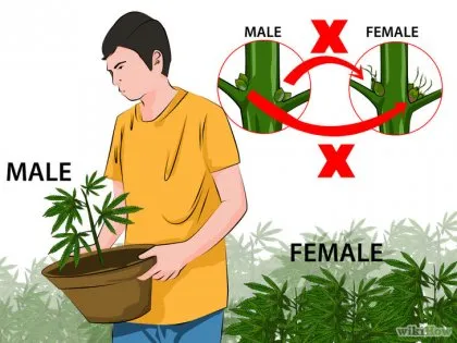 Cum de a identifica planta de marijuana de sex masculin și feminin