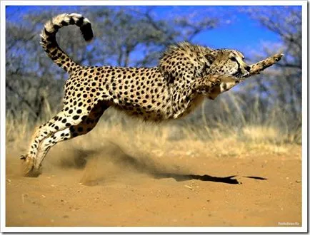 Кое животно е най-бързо, ако знаете, че гепардът не напада човек