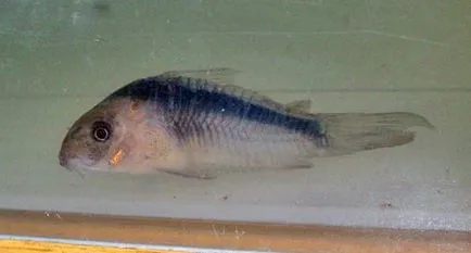 Hogyan válasszuk ki a Corydoras