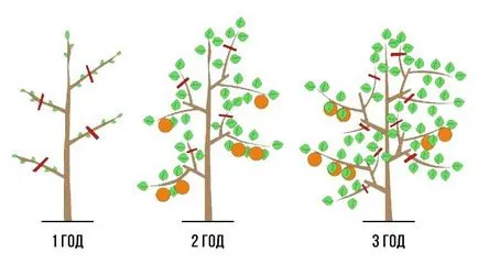 Hogyan lehet csökkenteni egy almafa a tavaszi - ötletek kezdő kertészek