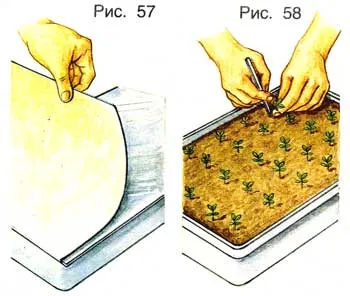 Как да пропагандира ягода, ягода мустаци репродукция