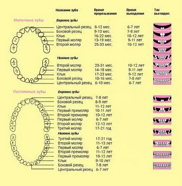 Как да расте временни зъби при децата