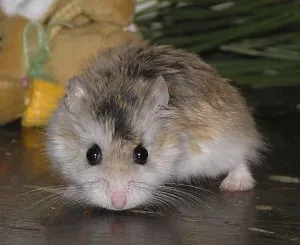 Cum să aibă grijă de hamster, om de știință pisică