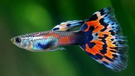 Mi a jobb tenyésztési akváriumi halak eladása