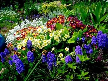 Как да изберете многогодишни цветя за градината