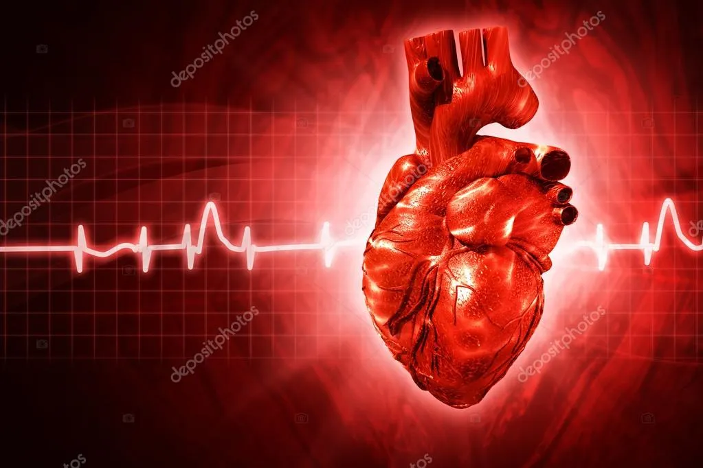 Как работи човешкото сърце снимка реал на