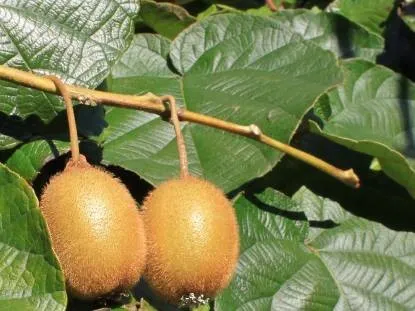 Cum să crească un kiwi în grădină