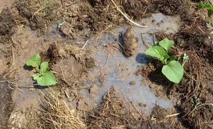 Cum să crească un pepene în non-Black Earth - soiuri, secrete de cultivare