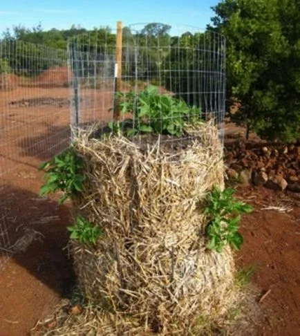 Как да расте картофите в контейнер, направен от метална мрежа