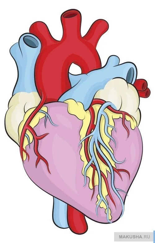 Hogyan működik az emberi szív fotó valódi