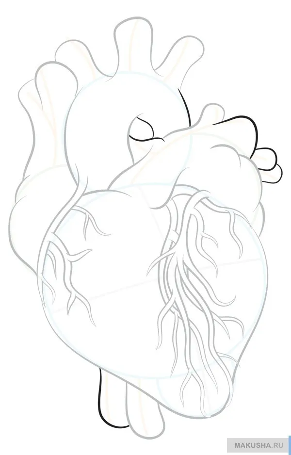 Как работи човешкото сърце снимка реал на