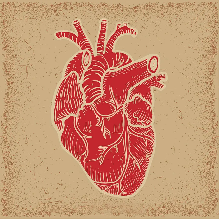 Hogyan működik az emberi szív fotó valódi
