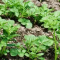 Supuneți-cartofi - beneficiile și soiuri de multiplicare tuberculi - grădina de bucătărie