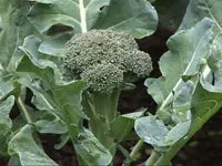 Broccoli - cultivare și întreținere, de plantare și de depozitare