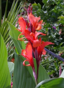 Red Canna (Canna indica)