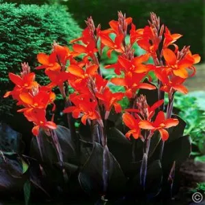 Red Canna (Canna indica)