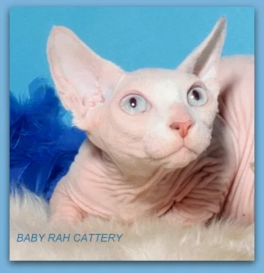 Sphynx Crescatoria baby-Rah