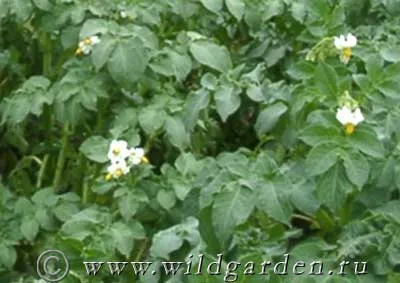 Burgonya, mint gyógynövény - Solanum tuberosum - gyógynövények - gyümölcs és zöldség kert -