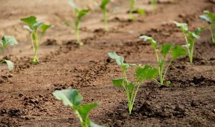 cultivarea varză și de întreținere, ceea ce sistemul de rădăcină, mașini agricole în țară, cum să