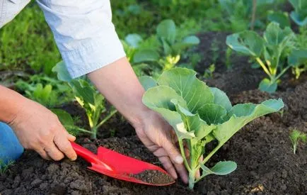 cultivarea varză și de întreținere, ceea ce sistemul de rădăcină, mașini agricole în țară, cum să