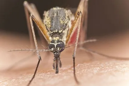 Cum de a proteja copilul de insecte de vară