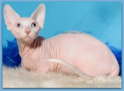 Sphynx Crescatoria baby-Rah