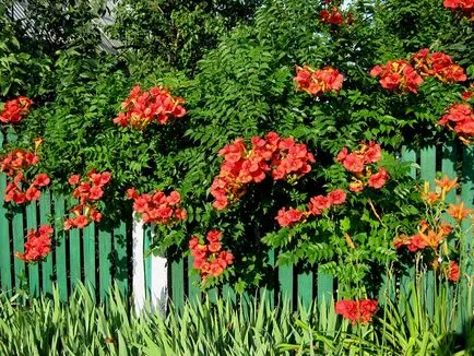 plantare trompetă și de îngrijire, fotografie