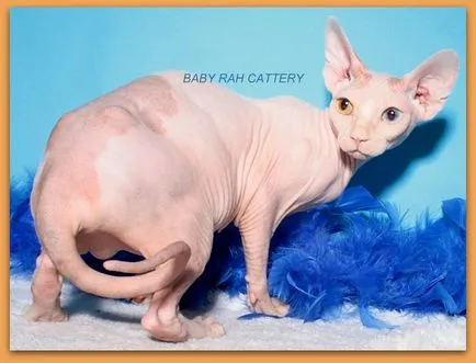 Sphynx Cattery baby-rah