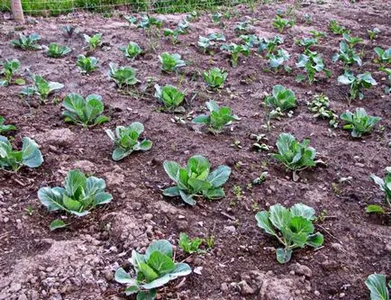 cultivarea varză și de întreținere, ceea ce sistemul de rădăcină, mașini agricole în țară, cum să