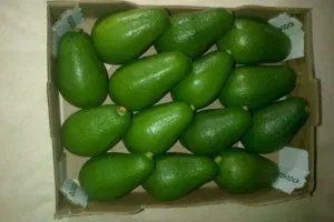 Cum de a alege și de a stoca fructele de avocado la domiciliu