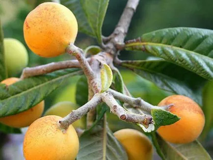 Cum să crească și să aibă grijă de medlar, variațiile sale, fotografii