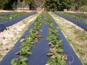 Strawberry полк описание на сорта и отглеждане