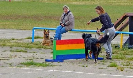 Canine - fő problémák és a titkait a szakma, kutyaféle Minsk