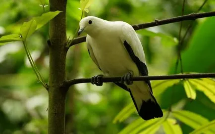 De ce vis a vis porumbei păsări care a zburat în apartament, alb, negru, răniți, morți în