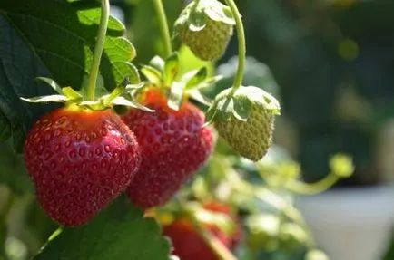 Strawberry полк описание на сорта и отглеждане