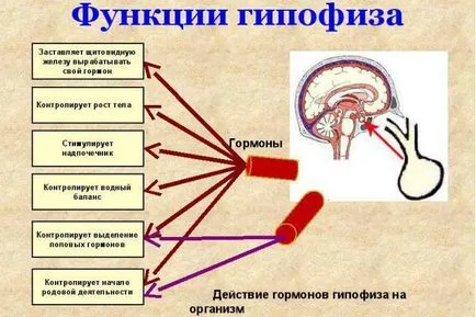 Sindromul climacteriu - manifestări vasovegetative ale menopauzei la femei